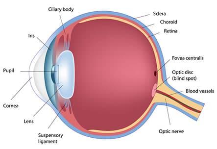 Diagram of human eye anatomy